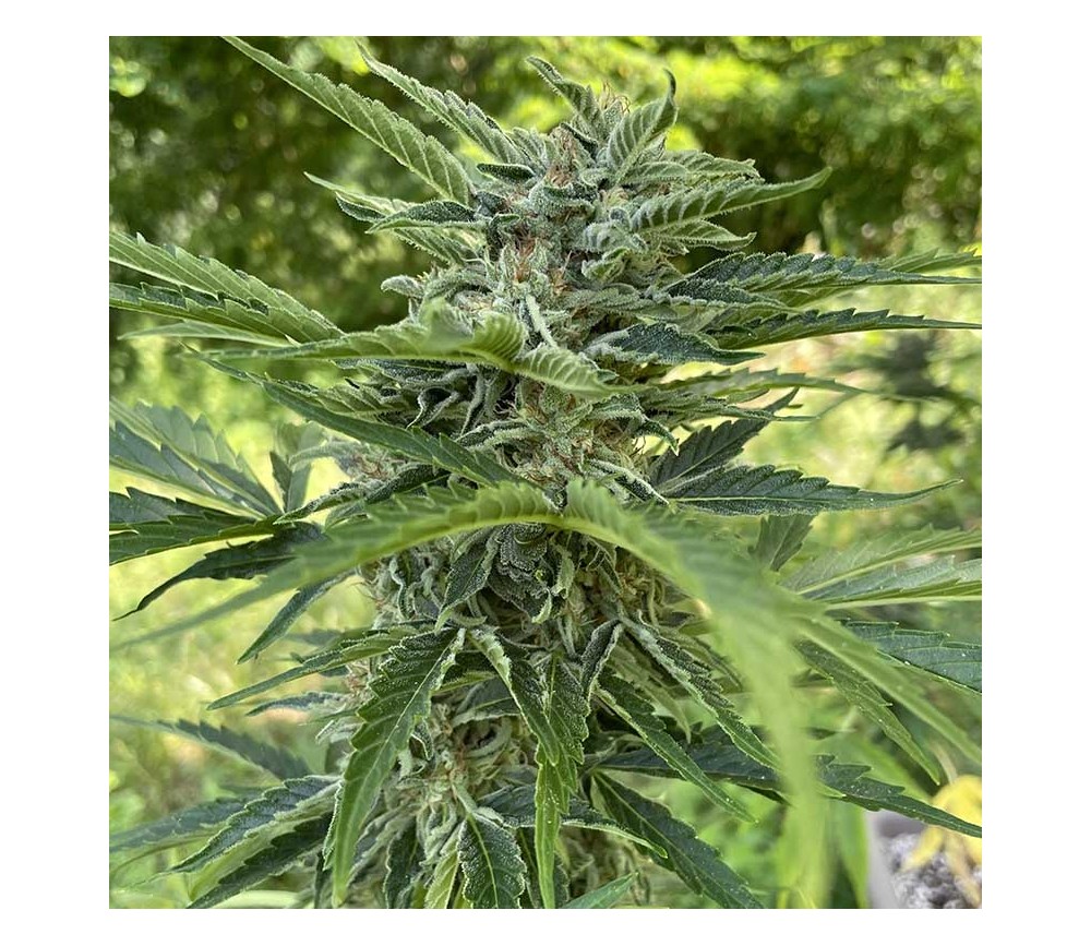 Apollo F Auto De Royal Queen Seeds La Huerta Grow Shop