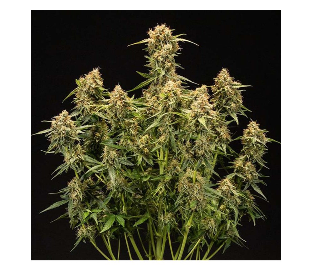 Medusa F Auto De Royal Queen Seeds Muy Arom Tica La Huerta Grow Shop