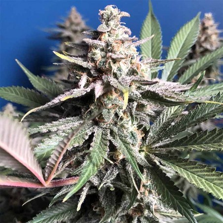 Wedding Cake De Original Sensible Seeds La Huerta Grow Shop