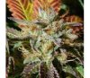 Wedding Cookies de Original Sensible Seeds