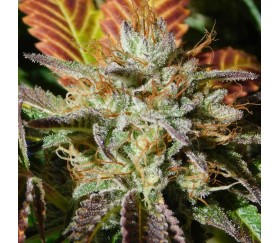 Wedding Cookies de Original Sensible Seeds