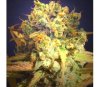 DR Bruce Banner CBD de Original Sensible Seeds