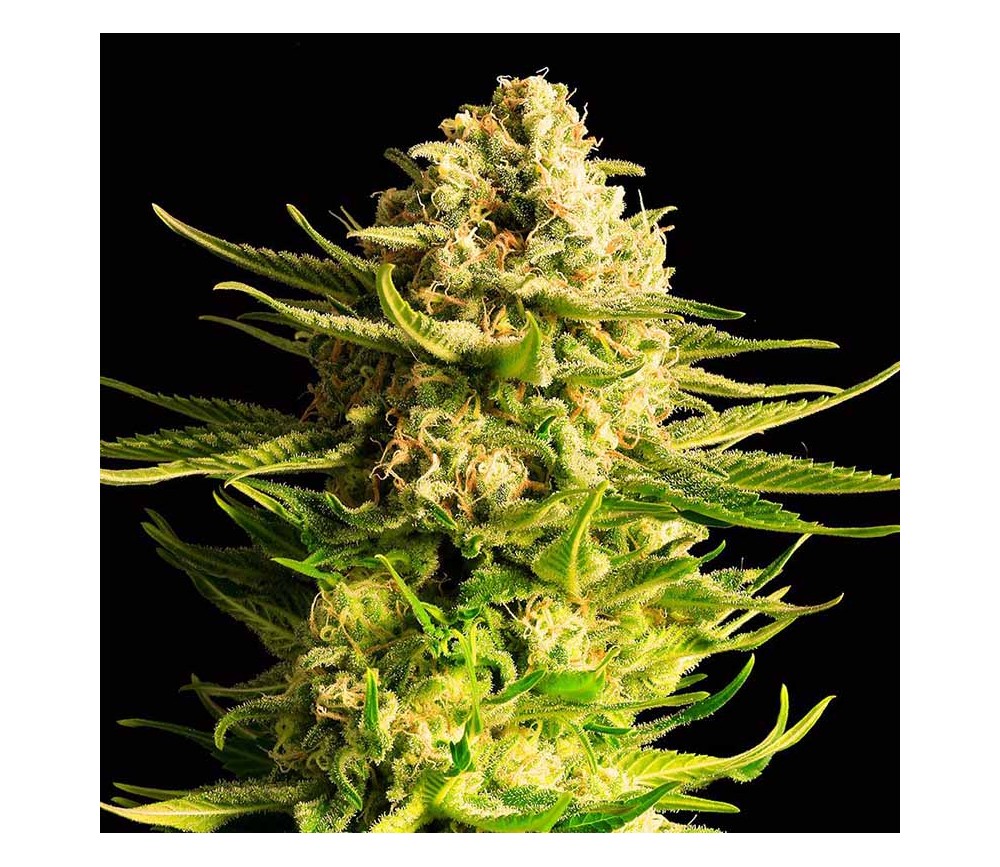 Indica Cream de Kannabia Seeds