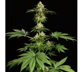 Dream Sherbet de Kannabia Seeds