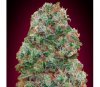 Auto Bubble Gum de 00 Seeds

Auto Bubble Gum es una variedad de semillas de cannabis auto floreciente creada por 00 Seeds. Esta