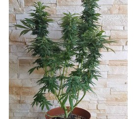 Auto Bubble Gum de 00 Seeds

Auto Bubble Gum es una variedad de semillas de cannabis auto floreciente creada por 00 Seeds. Esta