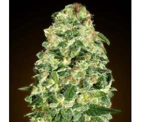 Auto California Kush de 00 Seeds

Auto California Kush de 00 Seeds es una variedad de cannabis autofloreciente creada por el