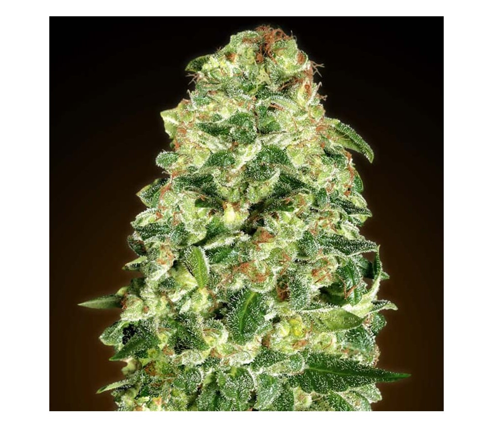 Auto California Kush de 00 Seeds

Auto California Kush de 00 Seeds es una variedad de cannabis autofloreciente creada por el