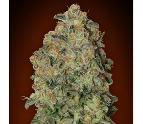 Auto Chocolate Skunk de 00 Seeds

Auto Chocolate Skunk est une variété de graines de cannabis autofloraison produite par 00