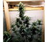 Auto Chocolate Skunk de 00 Seeds

Auto Chocolate Skunk est une variété de graines de cannabis autofloraison produite par 00