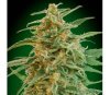 Auto Gorilla de 00 Seeds