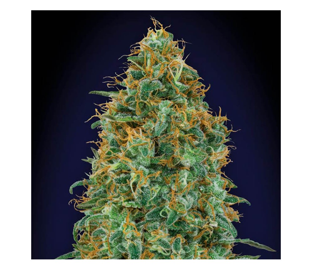 Blueberry de 00 Seeds