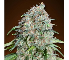 Chocolate Skunk CBD de 00 Seeds