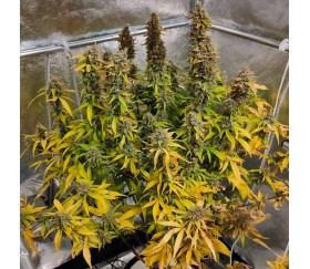 CBG Auto Force von Dutch Passion