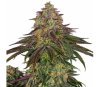 Sweet Cherry Kush von Sensi Seeds