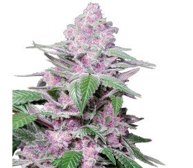 Purple Cookies Kush von Sensi Seeds