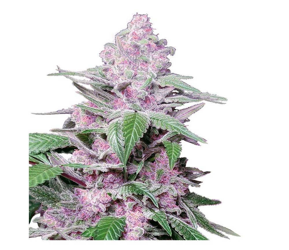 Purple Cookies Kush by Sensi Seeds