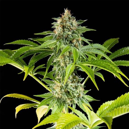 Da Critical De Philosopher Seeds, Más Productiva - La Huerta Grow Shop