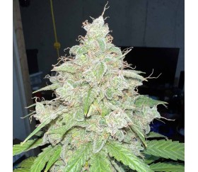 Sour Apple Auto de Humboldt Seed Company