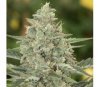 Fastberry de Mandala Seeds