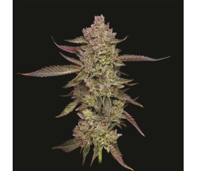 Gazzurple de Humboldt Seed Company