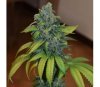 Zkittlez de Medical Seeds