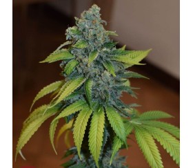 Zkittlez de Medical Seeds