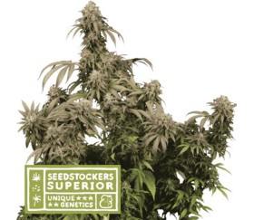 Mandarin Panties de SeedStockers