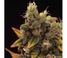 Mandarin Panties de SeedStockers