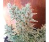 Runtz Auto de Original Sensible Seeds