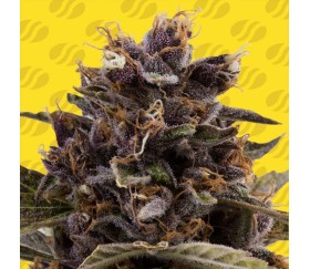 Black Dog Auto de Original Sensible Seeds