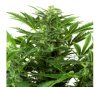 Mandarine Punch Auto de Sensi Seeds