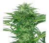 Skunk Dream CBD von Sensi Seeds Forschung