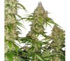 Banana Kush Cake de Sensi Seeds Research