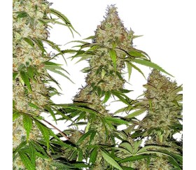 Banana Kush Cake de Sensi Seeds Research