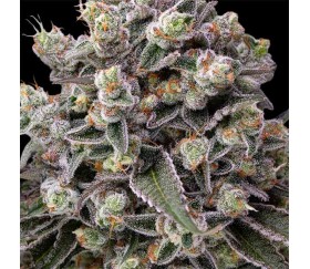 OG Kush de Barney’s Farm