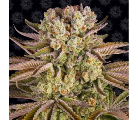 Pineapple Express de Barney’s Farm