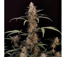 Vesta Buddha Seeds semillas de marihuana autoflorecientes feminizadas - La  Huerta Grow Shop
