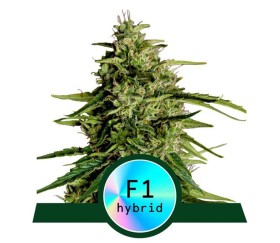 Milky Way F1 Auto von Royal Queen Seeds