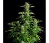 Orion F1 Auto de Royal Queen Seeds