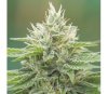 Eboshi CBG de Medical Seeds