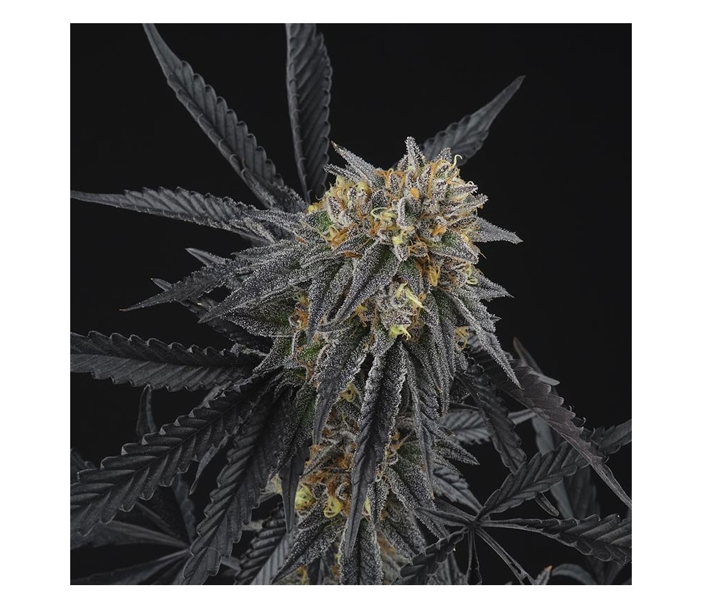 Peach Sherbert de Perfect Tree Seeds