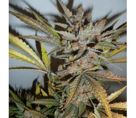 Critical Skunk regular de Mr Nice SeedBank