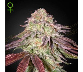 Sugarlato Auto de Green House Seeds