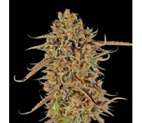 Thunder Banana de Seedstockers