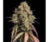 Gorilla Cookies Auto de Seedstockers