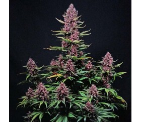 Ztrawberry Auto de Fast Buds