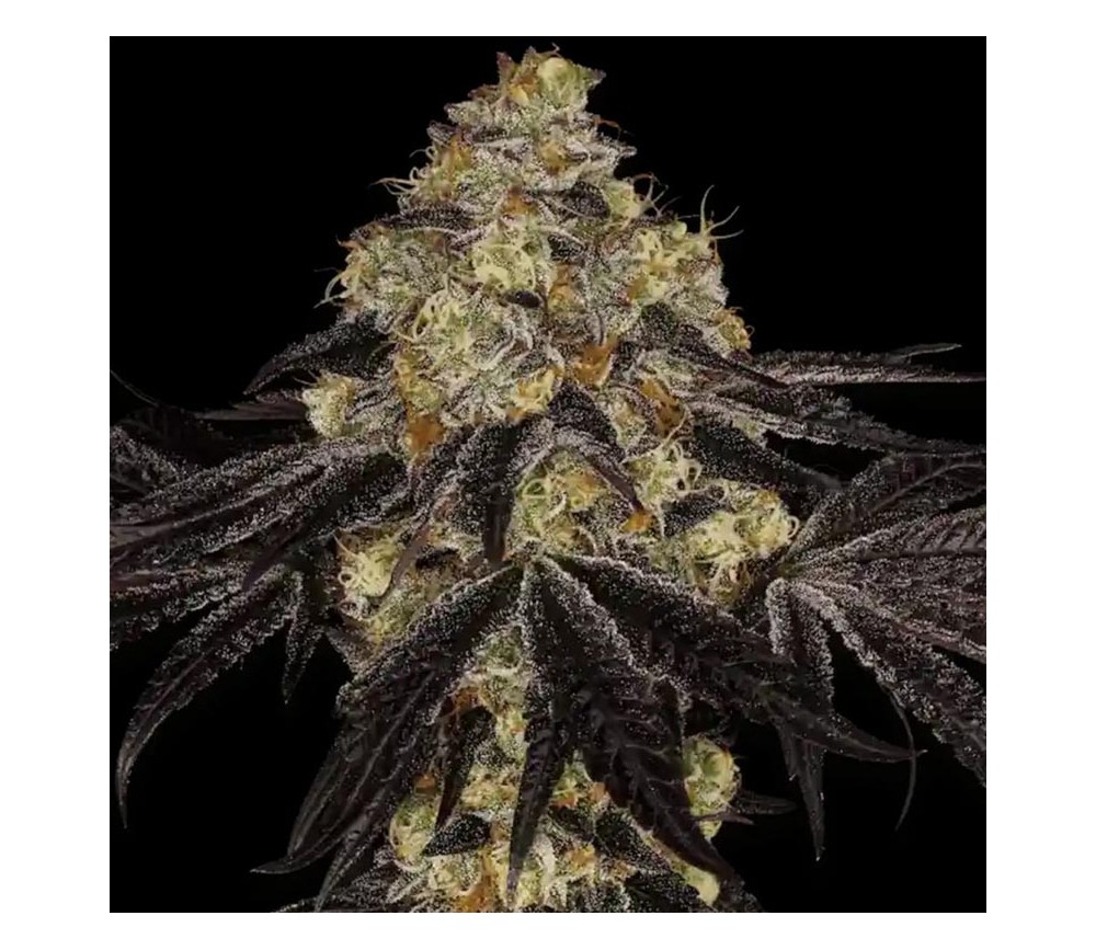 Sunset Paradise de Paradise Seeds