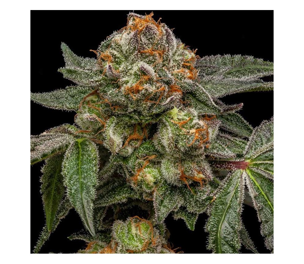 Zake de Ripper Seeds