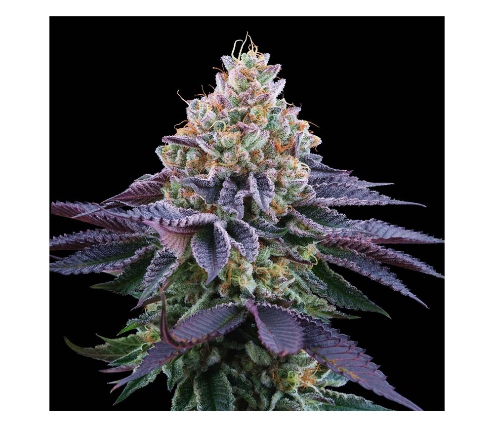 Coco Fresh de Perfect Tree Seeds